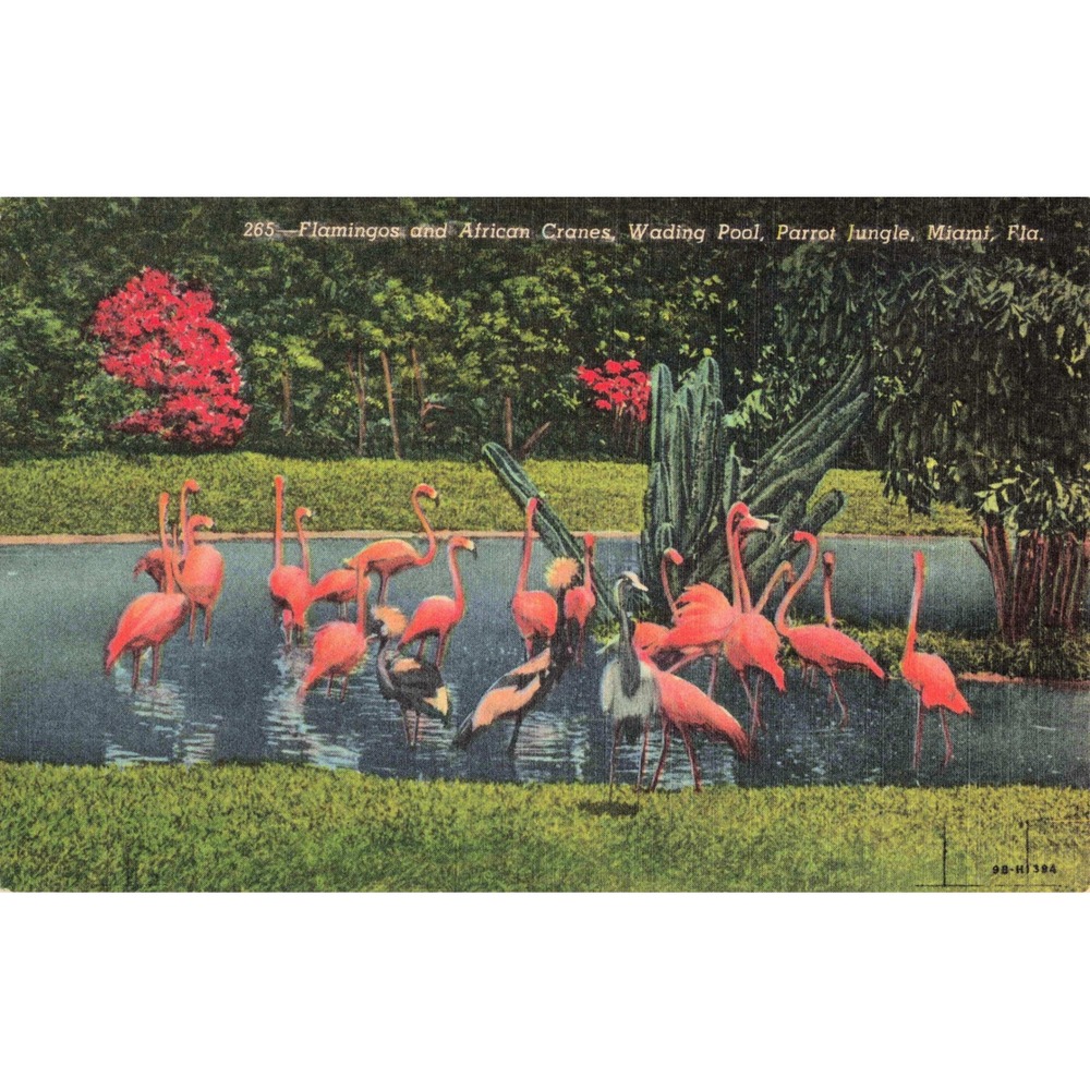 Vtg Parrot Jungle Miami FL Flamingos African Cranes Wading Pool Linen Postcard